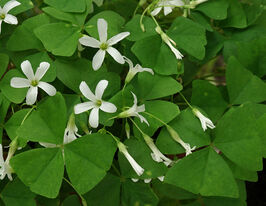 Оксаліс Папіліонацеа (Papilionacea)купити