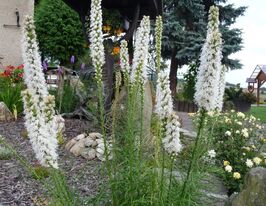 Лиатрис Альба (Alba) купить