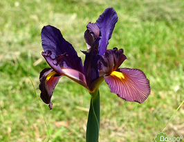 Ирис Тайгер Ай (Tigereye) купить