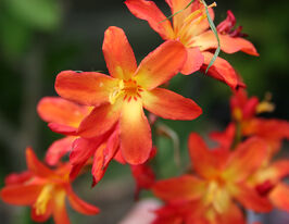 Крокосмия Кармин Бриллиант (Carmine Brilliant) купить