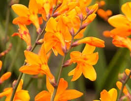 Крокосмия Колумбус (Columbus) купить