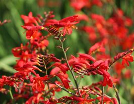 Крокосмия Эмберглоу (Emberglow) купить