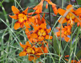 Крокосмия Эмили Маккензи (Emily Mckenzie) купить