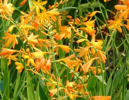 Крокосмия Джордж Дэвисон (George Davison) купить