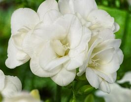 Фрезія махрова Біла (double White)купити