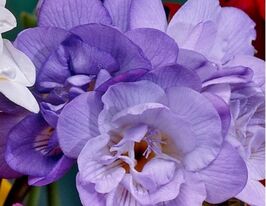 Фрезия махровая Пурпурная (double Purple) купить