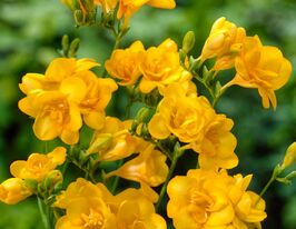 Фрезия махровая Жёлтая (double Yellow) купить