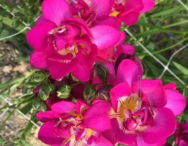 Фрезія махрова Рожева (double Pink)купити