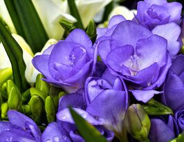 Фрезия махровая Синяя (double Blue) купить