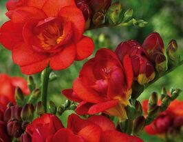 Фрезия махровая Красная (double Red) купить