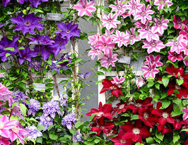 Клематисы микс купить