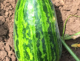 Огірдинякупити