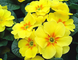 Примула Аккорд S1, желтая купить