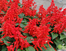 Шавлія Віста Редкупити