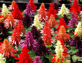 Сальвія блискуча Редді сумішкупити