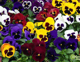 Фиалка (Виола) Виттрока Марипоса микс купить