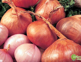 Лук шалот Ред Сан (Red Sun) озимый купить