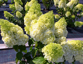 Гортензия метельчатая Мэджикал Мунлайт купить