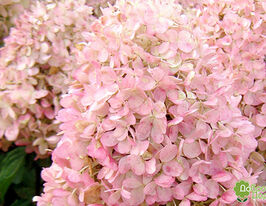 Гортензия метельчатая Мэджикал Свит Саммер купить
