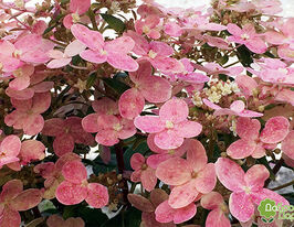 Гортензия метельчатая Поулстар (Polestar) купить