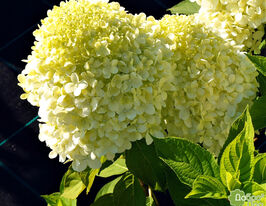 Гортензия метельчатая Селекшн (Selection) купить