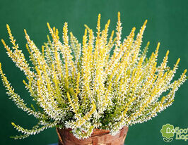 Верес звичайний Антє (Calluna vulgaris Antje)купити