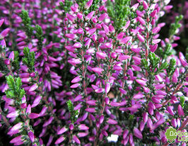 Верес звичайний Лаура (Calluna vulgaris Laura)купити