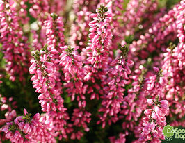 Верес звичайний Самара (Calluna vulgaris Samara)купити