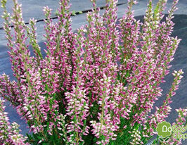 Верес звичайний Лаурентіна (Calluna vulgaris Laurentina)купити