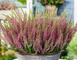 Верес звичайний Лібра (Calluna vulgaris Libra)купити