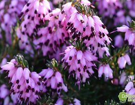 Эрика дарленская Фурзи (Erica darleyensis Furzey) купить