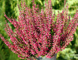 Верес звичайний Мулен Руж (Calluna vulgaris Moulin Rouge)купити