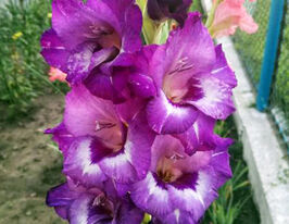 Гладиолус Макарена (Macarena) купить