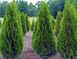 Туя западная Смарагд (двухлетняя) купить