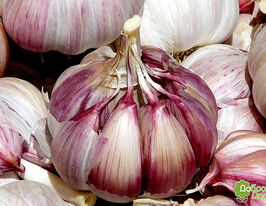 Чеснок Грибовский озимый купить