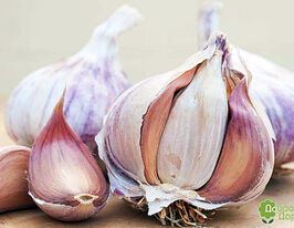 Чеснок Дашка озимый купить