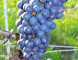 Виноград Барон (Baron)купити