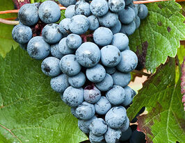 Виноград Голубоккупити