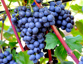 Виноград Дунайкупити