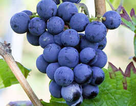 Виноград Каберне Кортіс (Cabernet Cortis)купити