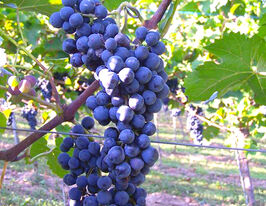 Виноград Каберне Карбон (Cabernet Carbon)купити