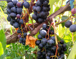 Виноград Лівадійський чорнийкупити