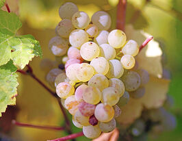 Виноград Рислінг (Riesling)купити