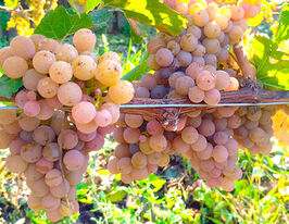 Виноград Трамінер (Traminer)купити