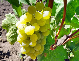 Виноград Цитронний Магарачакупити