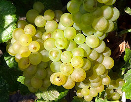 Виноград Шардоне (Chardonnay)купити