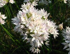 Цибуля декоративна Грейсфул Б`юті (Amplectens Graceful Beauty)купити