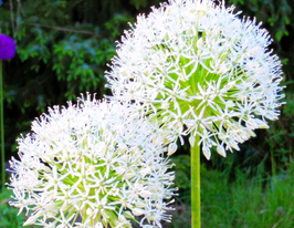 Цибуля декоративна Хіртіфоліум Албум (Hirtifolium Album)купити