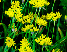 Цибуля декоративна Джиннайн (Jeannine)купити