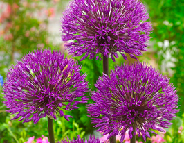 Лук декоративный Павде пафф (Powder Puff) купить